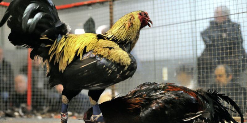 Tổng hợp đá gà Campuchia